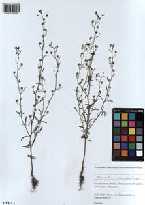 Chaenorhinum minus, Siberia, Altai & Sayany Mountains (S2) (Russia)