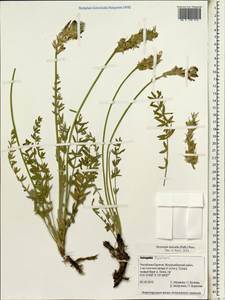 Oxytropis baicalia (Pall.)Pers., Siberia, Baikal & Transbaikal region (S4) (Russia)