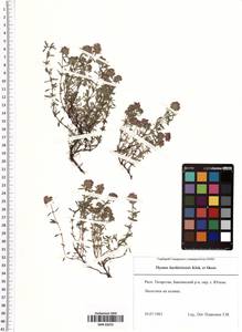 Thymus bashkiriensis Klokov & Des.-Shost., Eastern Europe, Middle Volga region (E8) (Russia)