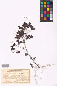 Oxalis corniculata L., Eastern Europe, Moscow region (E4a) (Russia)