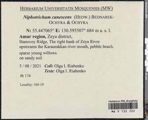 Niphotrichum canescens (Hedw.) Bedn.-Ochyra & Ochyra, Bryophytes, Bryophytes - Russian Far East (excl. Chukotka & Kamchatka) (B20) (Russia)