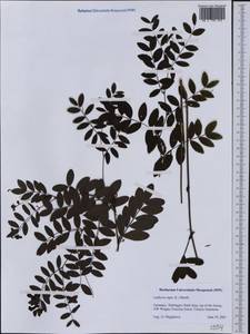 Lathyrus niger (L.)Bernh., Western Europe (EUR) (Germany)