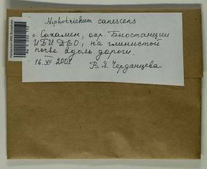 Niphotrichum canescens (Hedw.) Bedn.-Ochyra & Ochyra, Bryophytes, Bryophytes - Russian Far East (excl. Chukotka & Kamchatka) (B20) (Russia)