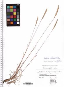 Koeleria pyramidata (Lam.) P.Beauv., Eastern Europe, Eastern region (E10) (Russia)