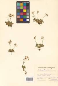 Micranthes merkii subsp. merkii, Siberia, Russian Far East (S6) (Russia)