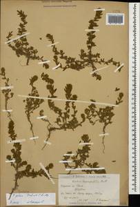 Panderia pilosa Fisch. & C. A. Mey., Caucasus, Armenia (K5) (Armenia)