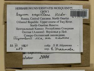 Rosulabryum capillare (Hedw.) J.R. Spence, Bryophytes, Bryophytes - North Caucasus & Ciscaucasia (B12) (Russia)