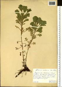 Artemisia mandschurica (Kom.) Kom., Siberia, Russian Far East (S6) (Russia)