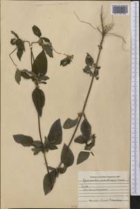 Synedrella nodiflora (L.) Gaertn., America (AMER) (Cuba)