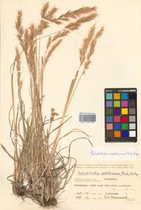 Helictochloa hookeri (Scribn.) Romero Zarco, Siberia, Russian Far East (S6) (Russia)