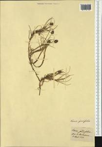 Carex maritima Gunnerus, Western Europe (EUR)