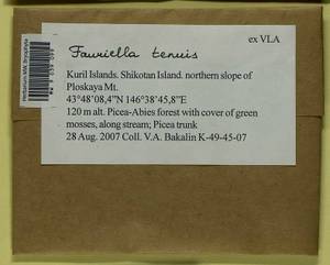 Fauriella tenuis (Mitt.) Cardot, Bryophytes, Bryophytes - Russian Far East (excl. Chukotka & Kamchatka) (B20) (Russia)