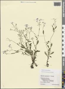 Myosotis nemorosa Besser, Eastern Europe, Western region (E3) (Russia)
