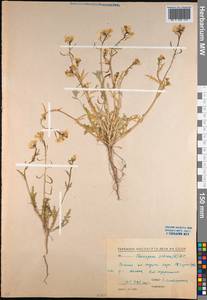 Chorispora sibirica (L.) DC., Middle Asia, Northern & Central Kazakhstan (M10) (Kazakhstan)