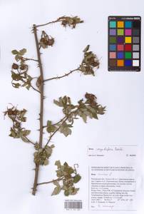 Rosa corymbifera Borkh., Eastern Europe, Rostov Oblast (E12a) (Russia)