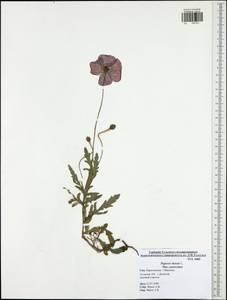 Papaver rhoeas L., Eastern Europe, Central region (E4) (Russia)