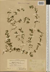 Lysimachia arvensis (L.) U.Manns & Anderb., Eastern Europe, West Ukrainian region (E13) (Ukraine)