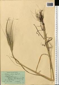 Triticum turgidum subsp. durum (Desf.) Husn., Eastern Europe, Moscow region (E4a) (Russia)