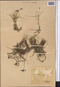 Carex stenophylla subsp. stenophylloides (V.I.Krecz.) T.V.Egorova, Middle Asia, Pamir & Pamiro-Alai (M2) (Tajikistan)