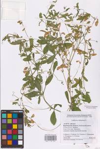 Lathyrus tuberosus L., Eastern Europe, Central forest-and-steppe region (E6) (Russia)