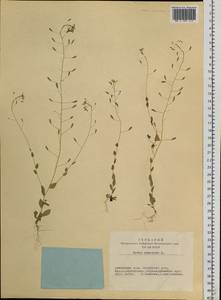 Draba nemorosa L., Siberia, Altai & Sayany Mountains (S2) (Russia)