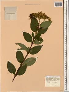 Viburnum tinus L., Caucasus, Black Sea Shore (from Novorossiysk to Adler) (K3) (Russia)