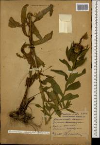 Centaurea polyphylla Ledeb. ex Nordm., Caucasus, Krasnodar Krai & Adygea (K1a) (Russia)