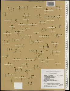 Valantia hispida L., South Asia, South Asia (Asia outside ex-Soviet states and Mongolia) (ASIA) (Cyprus)