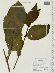 Crepis sibirica L., Eastern Europe, Central forest-and-steppe region (E6) (Russia)