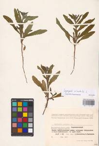 MHA 0 152 632, Lycopsis arvensis subsp. orientalis (L.) Kuzn., Eastern Europe, Lower Volga region (E9) (Russia)