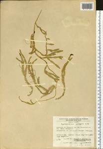 Spinulum annotinum subsp. dubium (Zoëga) J.H.Xue, Chepinoga & K.P.Ma, Siberia, Chukotka & Kamchatka (S7) (Russia)
