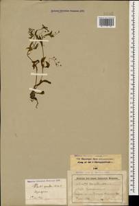 Myosotis sparsiflora J. C. Mikan ex Pohl, Caucasus, Stavropol Krai, Karachay-Cherkessia & Kabardino-Balkaria (K1b) (Russia)