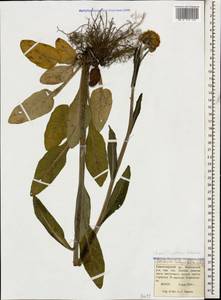 Tephroseris cladobotrys subsp. subfloccosa (Schischk.) Greuter, Caucasus, Krasnodar Krai & Adygea (K1a) (Russia)