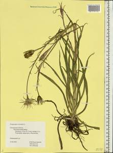 Tragopogon orientalis L., Eastern Europe, Western region (E3) (Russia)