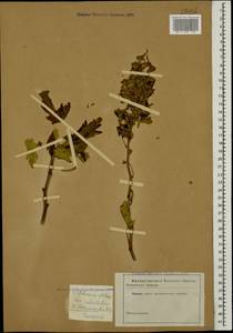 Delphinium flexuosum M. Bieb., Caucasus (no precise locality) (K0)