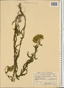 Achillea arabica Kotschy, Caucasus, Azerbaijan (K6) (Azerbaijan)