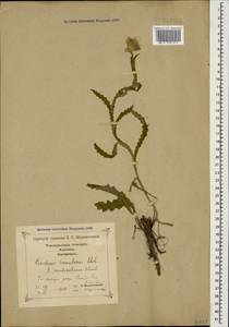Carduus hamulosus Ehrh., Caucasus, Georgia (K4) (Georgia)