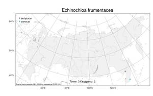Echinochloa frumentacea Link, Atlas of the Russian Flora (FLORUS) (Russia)