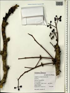 Heptapleurum subintegrum (Craib) G. M. Plunkett & Lowry, South Asia, South Asia (Asia outside ex-Soviet states and Mongolia) (ASIA) (Thailand)