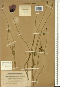 Papaver arenarium M. Bieb., Caucasus (no precise locality) (K0)