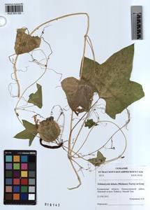 KUZ 003 332, Echinocystis lobata (Michx.) Torr. & Gray, Siberia, Altai & Sayany Mountains (S2) (Russia)