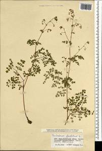 Thalictrum foetidum L., Mongolia (MONG) (Mongolia)