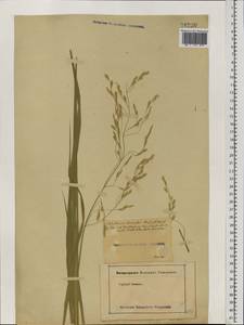 Scolochloa festucacea (Willd.) Link, Eastern Europe, Moscow region (E4a) (Russia)