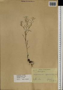 Stevenia cheiranthoides DC., Siberia, Baikal & Transbaikal region (S4) (Russia)