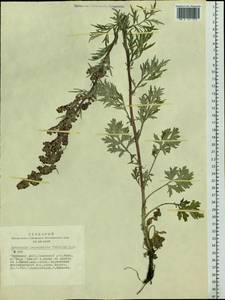 Artemisia leucophylla (Turcz. ex Besser) C. B. Clarke, Siberia, Altai & Sayany Mountains (S2) (Russia)
