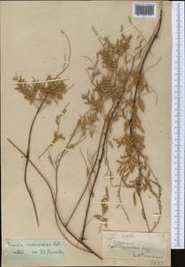 Tamarix ramosissima Ledeb., Middle Asia, Syr-Darian deserts & Kyzylkum (M7)