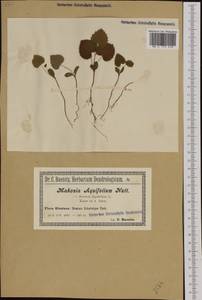 Mahonia aquifolium (Pursh) Nutt., Western Europe (EUR) (Poland)