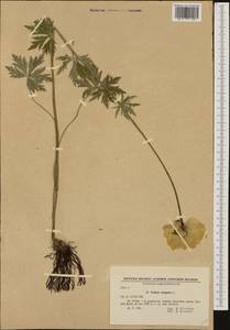 Trollius europaeus L., Western Europe (EUR) (Bulgaria)