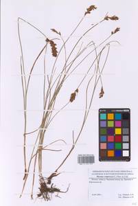 Blysmus compressus (L.) Panz. ex Link, Eastern Europe, Moscow region (E4a) (Russia)