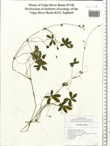 Potentilla reptans L., Eastern Europe, Middle Volga region (E8) (Russia)